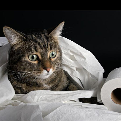 My Cat Has Diarrhea: What’s Causing It And How To Help